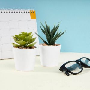 SET DE PLANTAS ALISO personalizada